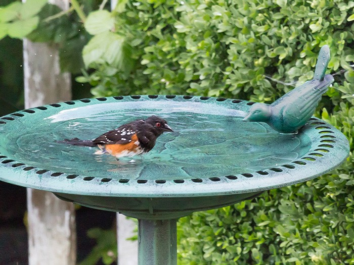 Un bain d’oiseaux